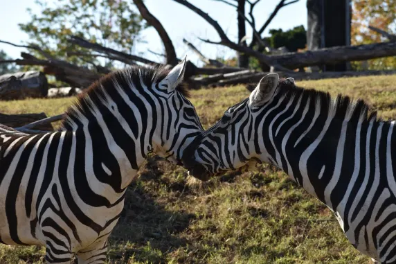 Casinia Kazino Atbalsts